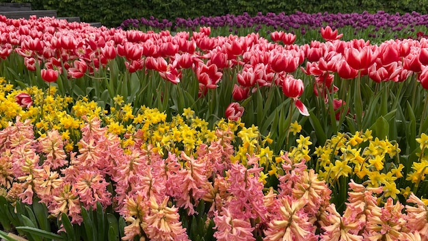 Close-up of purple flowering plants on field