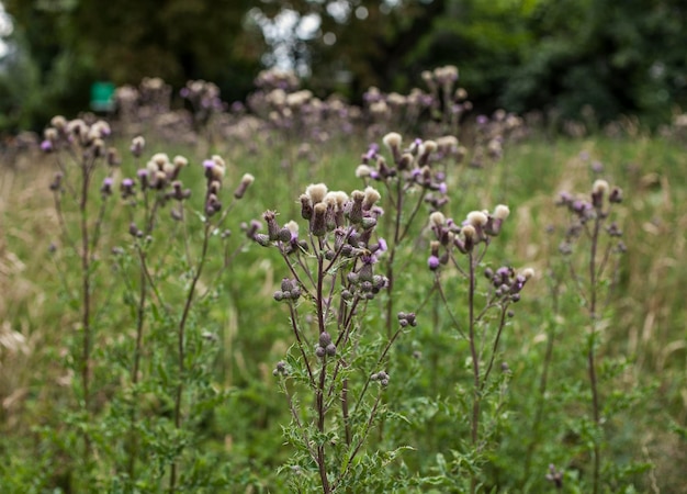 Photo close-up of purple flowering plants on field