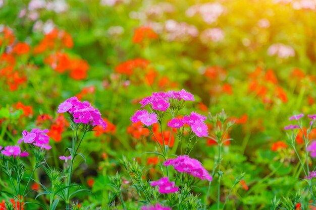 Foto close-up di piante a fiori viola sul campo