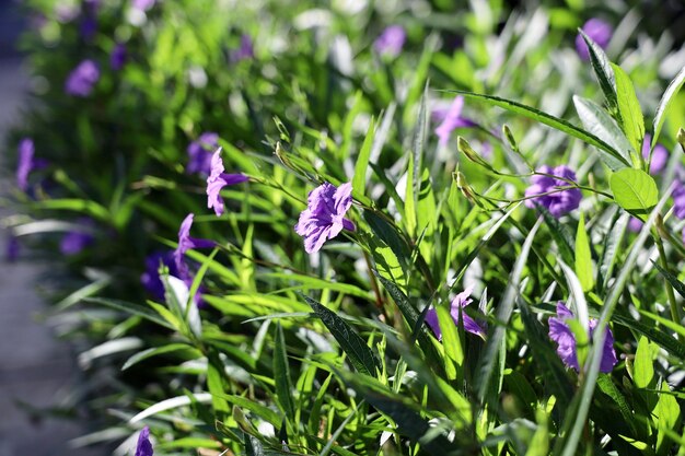 Close-up of purple flowering plants on field