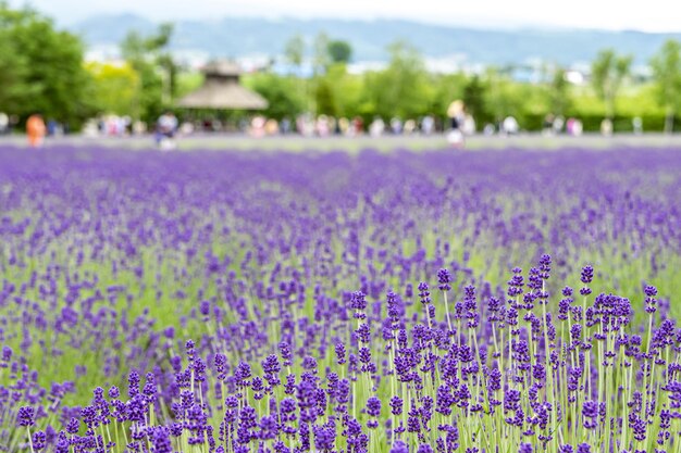 Close-up of purple flowering plants on field