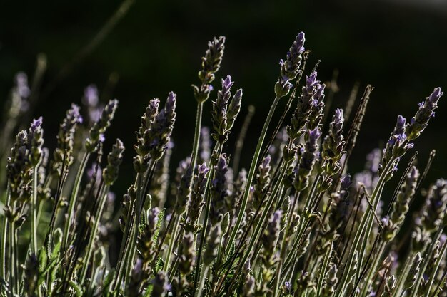 Close-up of purple flowering plants on field