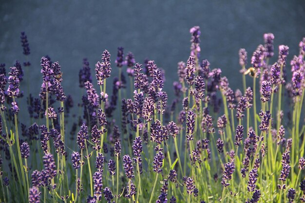 Photo close-up of purple flowering plants on field