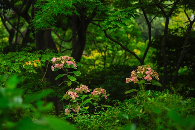 Photo close-up of purple flowering plants on field