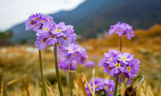 Foto close-up di piante a fiori viola sul campo