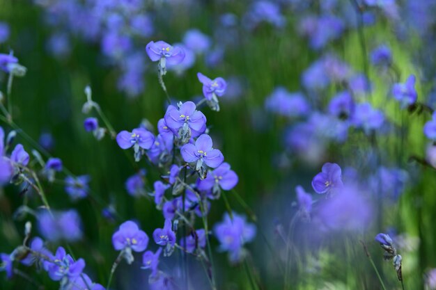 Photo close-up of purple flowering plants on field