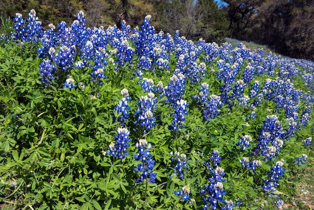 Close-up of purple flowering plants on field