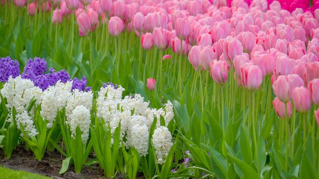 Close-up of purple flowering plants on field