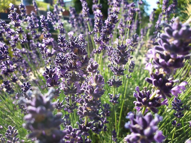 Close-up of purple flowering plants on field