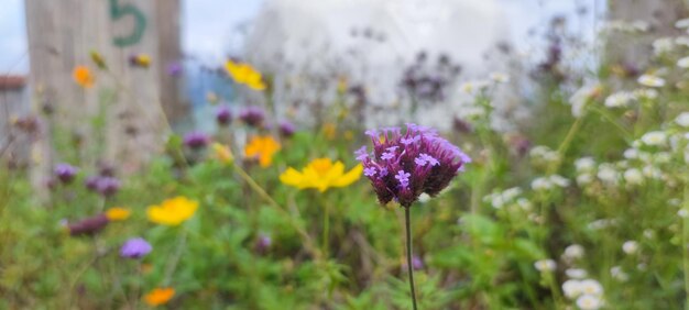 Close-up of purple flowering plants on field