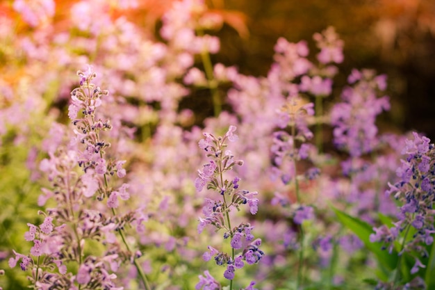 Photo close-up of purple flowering plants on field