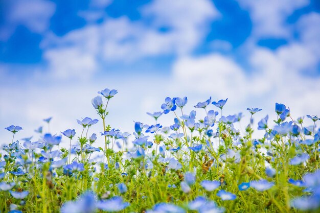 Close-up of purple flowering plants on field