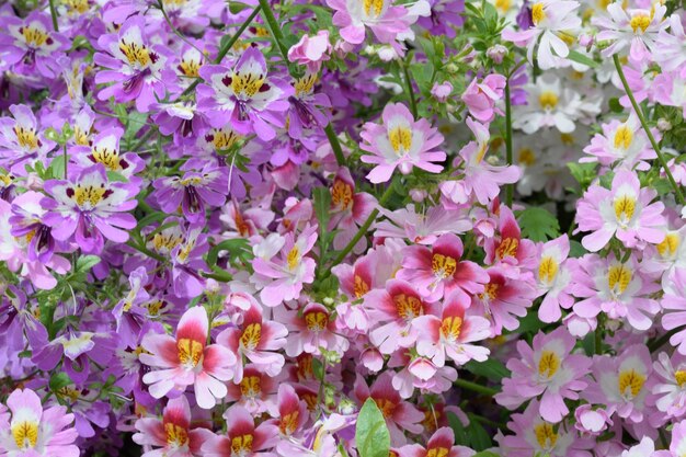 Close-up of purple flowering plants on field