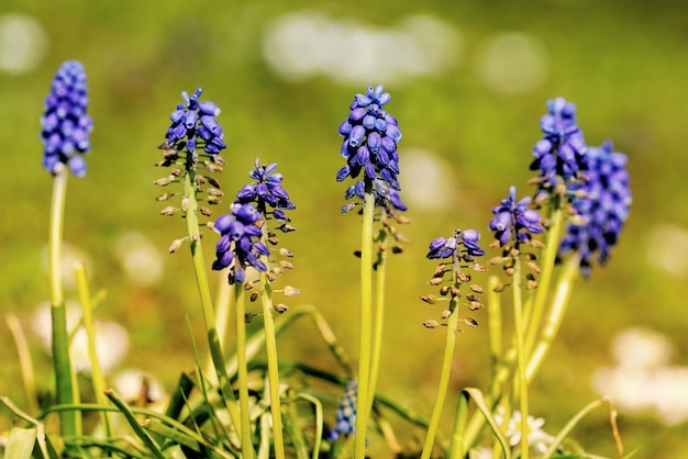 Close-up of purple flowering plants on field