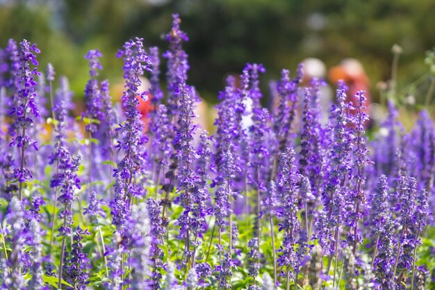 Close-up of purple flowering plants on field