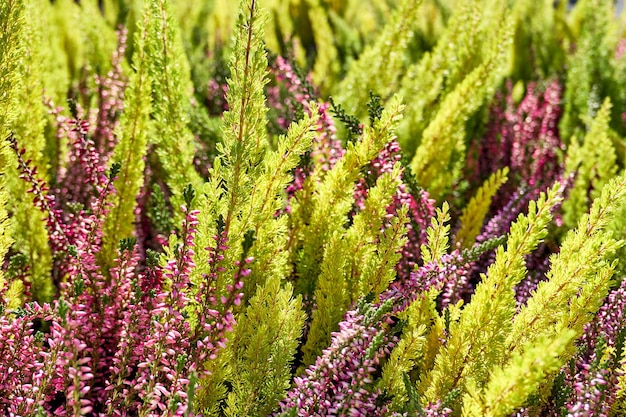 畑の紫色の花の植物のクローズアップ