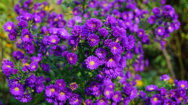 Close-up of purple flowering plants on field