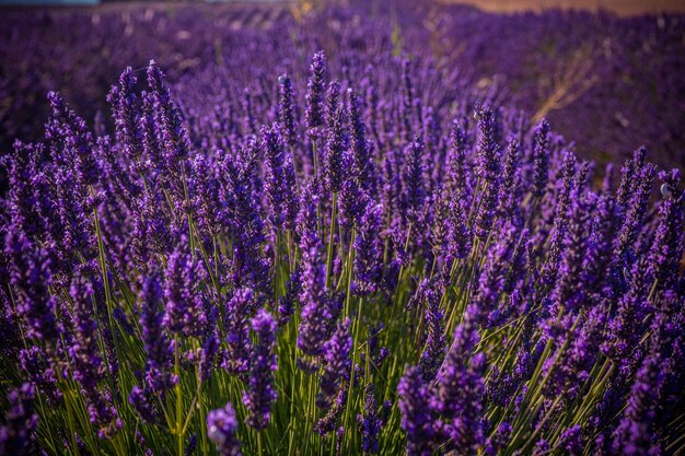 畑の紫色の花の植物のクローズアップ