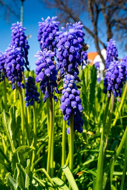 Close-up of purple flowering plants on field