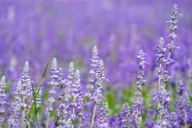 Close-up of purple flowering plants on field