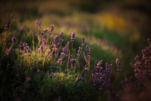 畑の紫色の花の植物のクローズアップ