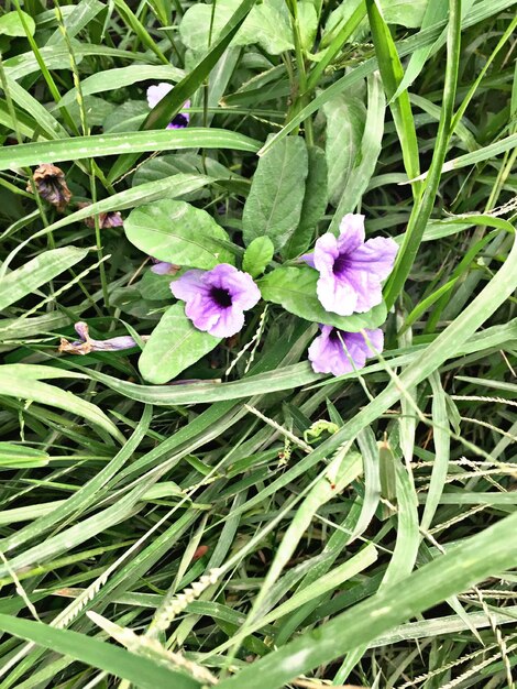 Close-up of purple flowering plants on field