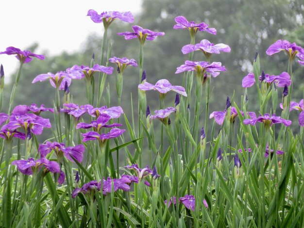 Close-up of purple flowering plants on field