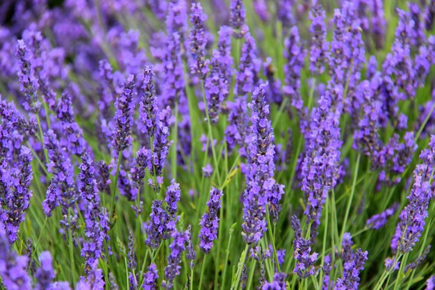 Close-up of purple flowering plants on field