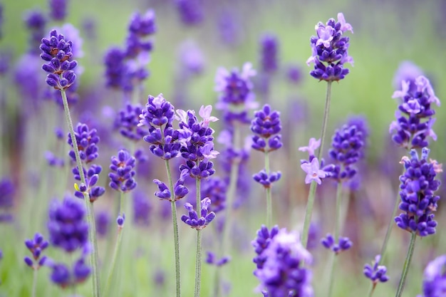 Close-up of purple flowering plants on field