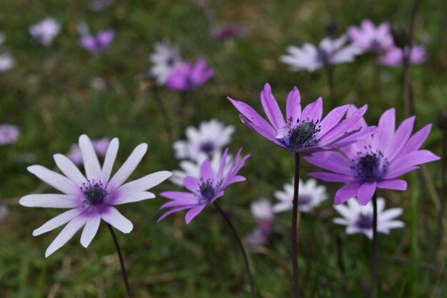 Close-up of purple flowering plants on field