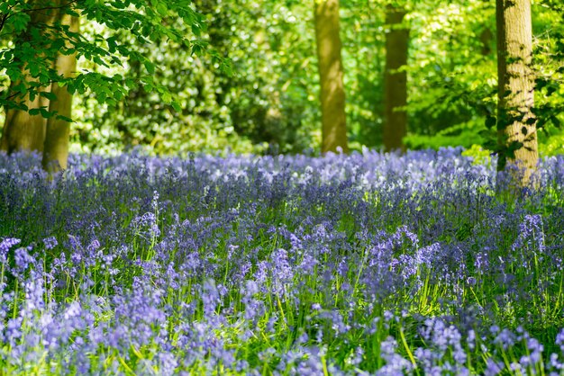 Close-up of purple flowering plants on field