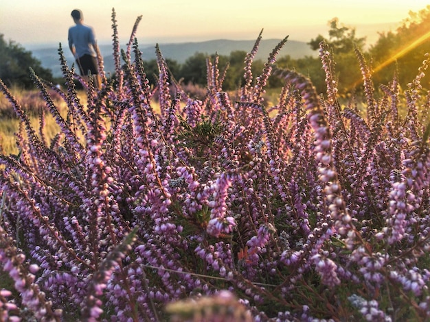 Photo close-up of purple flowering plants on field