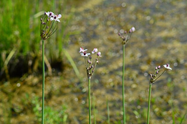 野原で紫の花を ⁇ かせる植物のクローズアップ