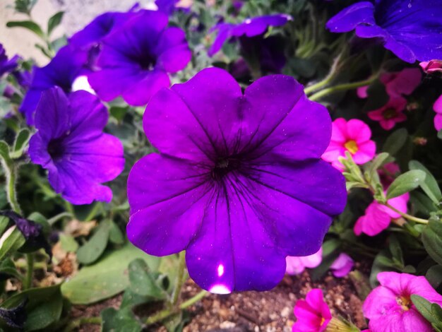 Close-up of purple flowering plants on field