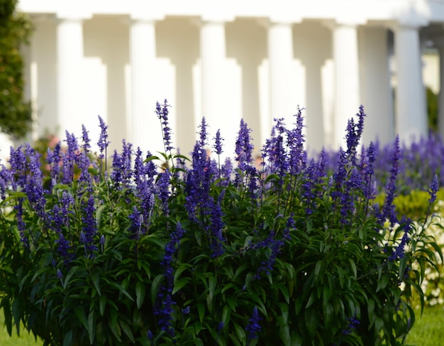 Photo close-up of purple flowering plants on field