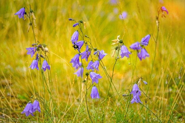 Close-up of purple flowering plants on field