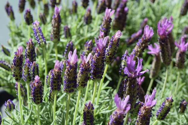 Close-up of purple flowering plants on field