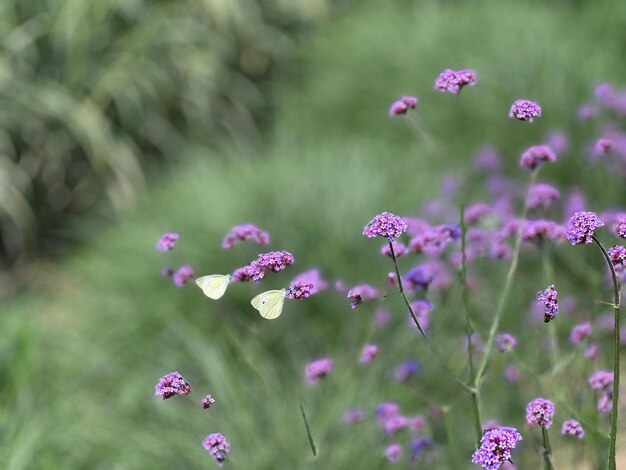 畑の紫色の花の植物のクローズアップ