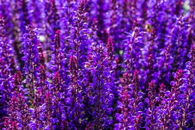 Close-up of purple flowering plants on field