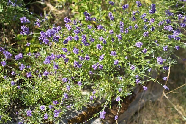 Close-up of purple flowering plants on field