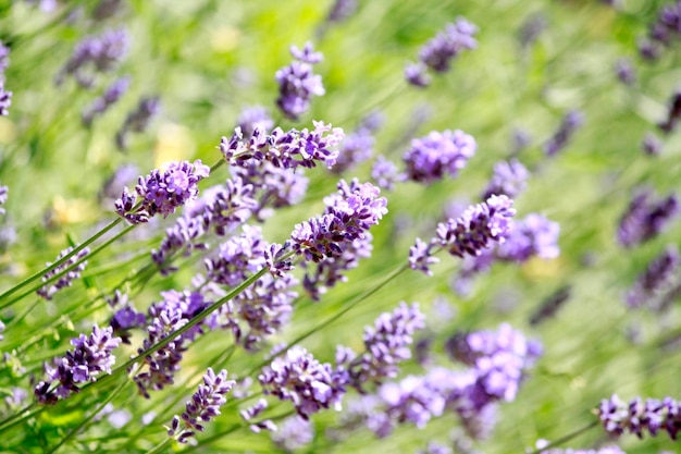 Close-up of purple flowering plants on field