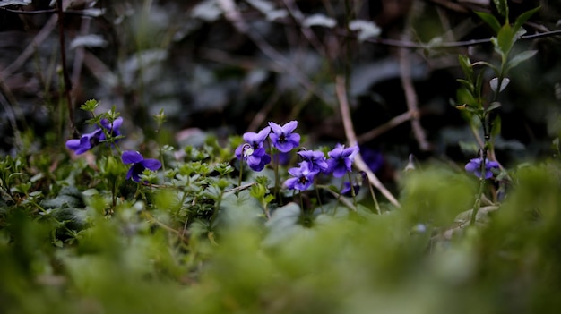 野原で紫の花を ⁇ かせる植物のクローズアップ
