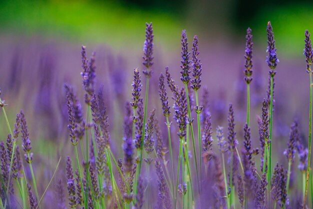 Close-up of purple flowering plants on field