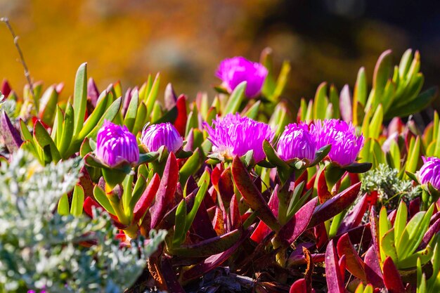 Close-up of purple flowering plants on field