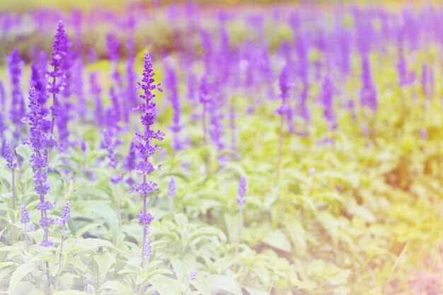 Close-up of purple flowering plants on field