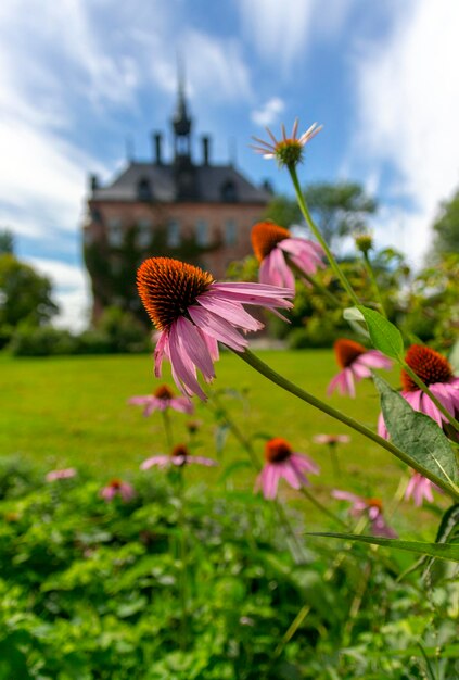 Close-up of purple flowering plants on field