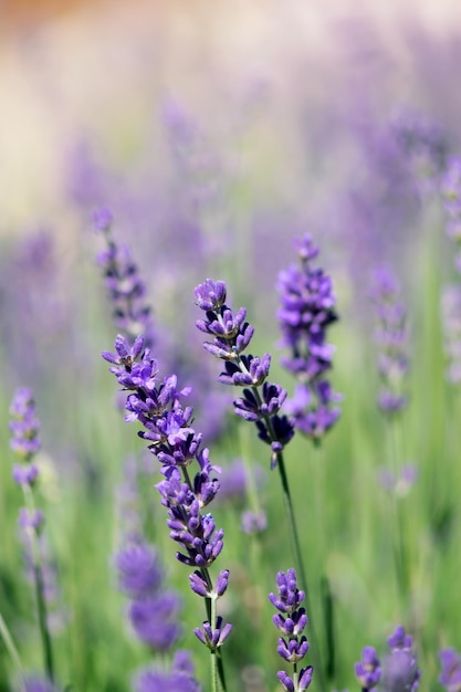 Close-up of purple flowering plants on field