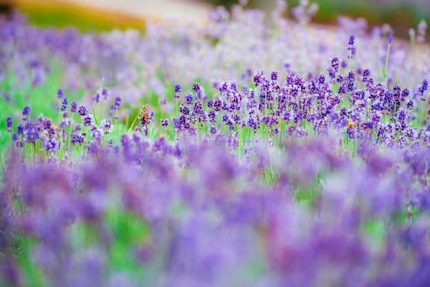 Close-up of purple flowering plants on field