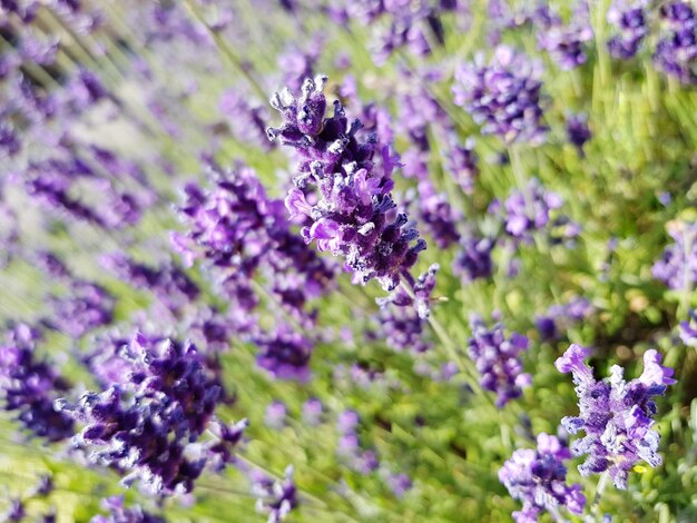 Close-up of purple flowering plants on field