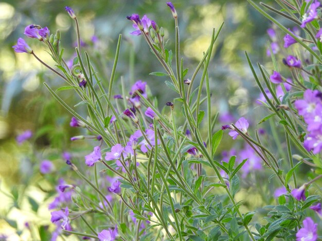 Close-up of purple flowering plants on field